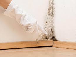 Best Asbestos and Lead Testing During Mold Inspection in Paoli, IN